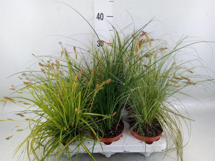 <h4>Carex ...mix</h4>