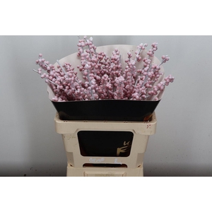 Ilex Wx Snowy Wit Xl