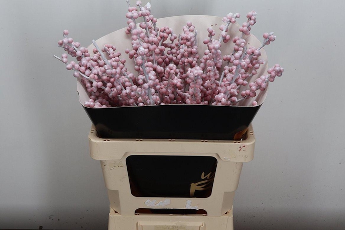 <h4>Ilex Wx Snowy Wit Xl</h4>