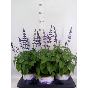 Salvia  'Salgoon Lake Blueberry'