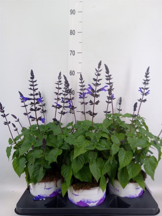 <h4>Salvia  'Salgoon Lake Blueberry'</h4>