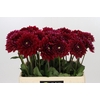 Dahlia Red Runner