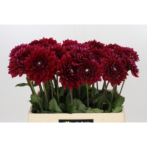 Dahlia Red Runner