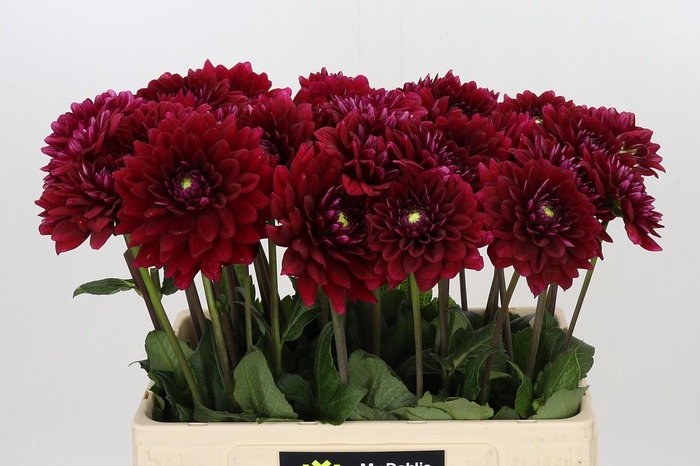 <h4>Dahlia Red Runner</h4>