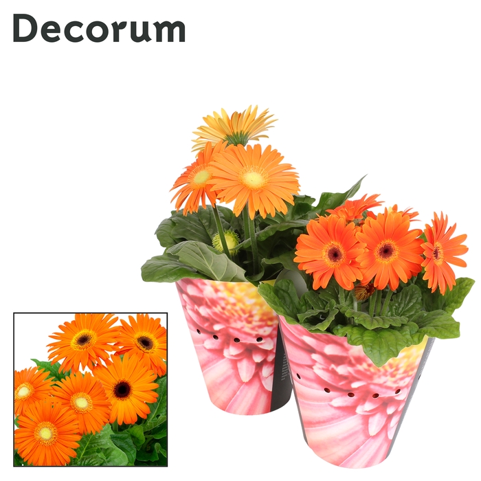 <h4>Gerbera Oranje 2+ Potcover</h4>