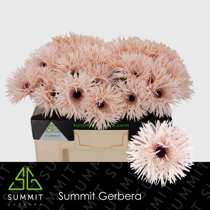 Gerbera Spider Daphne Water