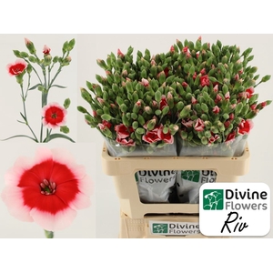 Dianthus TR 'Solomio Riv'