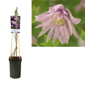 Clematis macr. 'Markham's Pink' +light label