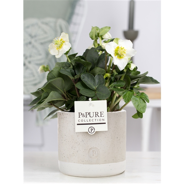 <h4>Helleborus n. Christmas Carol in Pure Jade ceramics grey</h4>