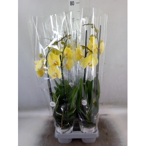 Phalaenopsis  'Ant Cremona'