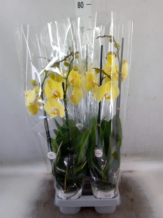 <h4>Phalaenopsis  'Ant Cremona'</h4>