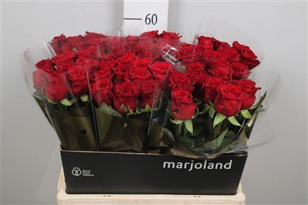 <h4>R Gr Red Naomi!</h4>