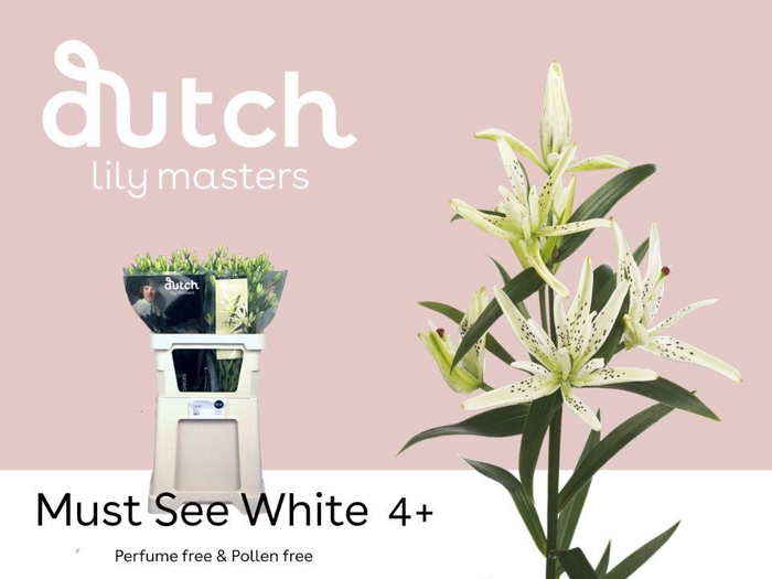 <h4>LI AS MUST SEE WHITE 4+</h4>