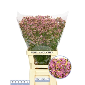 LIMONIUM SIN BLUSH DIAMOND 42 GR.