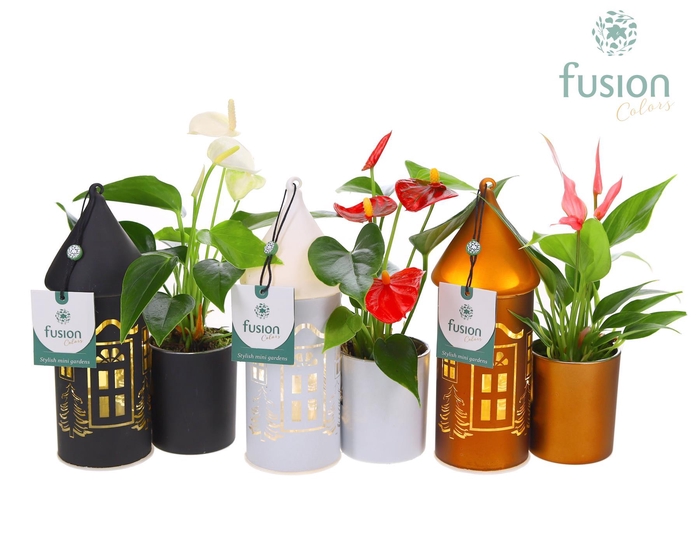 <h4>LED Duo glazen huis met Anthurium</h4>