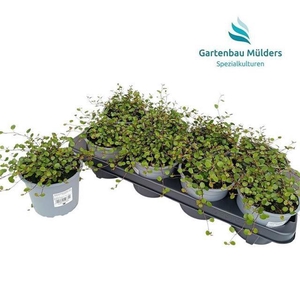 MUEHLENBECK CO MAORI