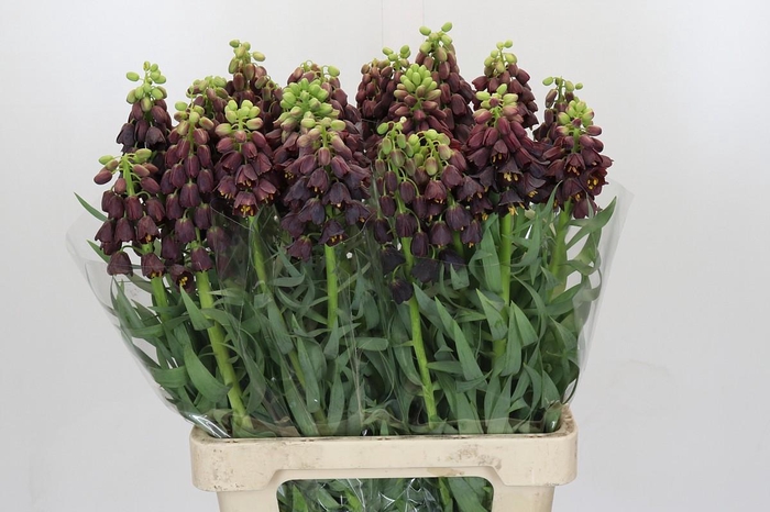 <h4>Fritillaria Persica</h4>