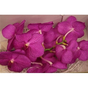 Vanda Ni Hot Pink