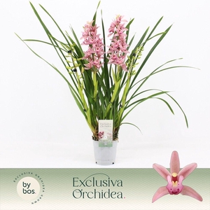 Cymbidium, Pinky 4-spike 'Exclusiva Orchidea'