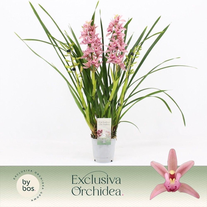 <h4>Cymbidium, Pinky 4-spike 'Exclusiva Orchidea'</h4>