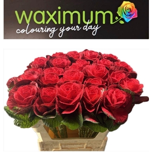 BRASSICA FLUWEEL ROOD 70CM