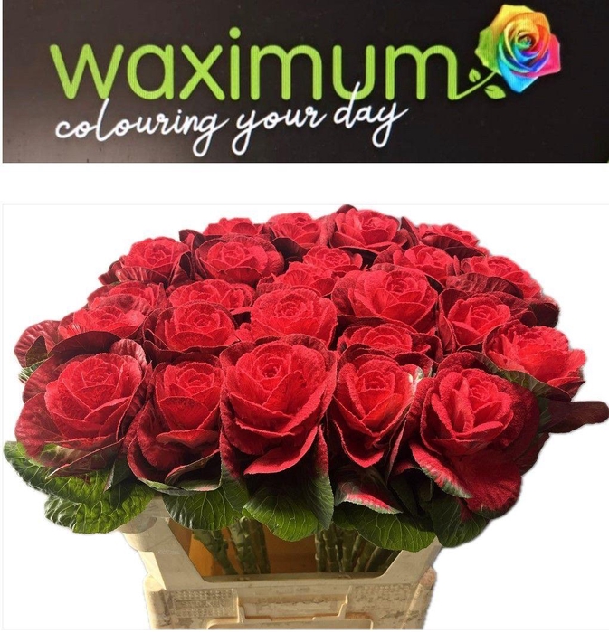 <h4>BRASSICA FLUWEEL ROOD 70CM</h4>