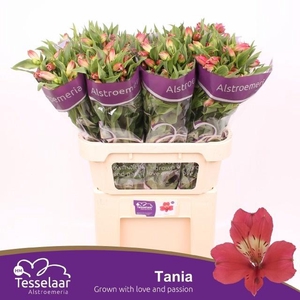 ALSTR TANIA