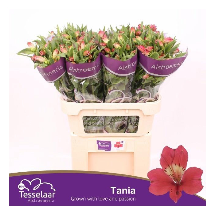 <h4>Alstr Tania</h4>