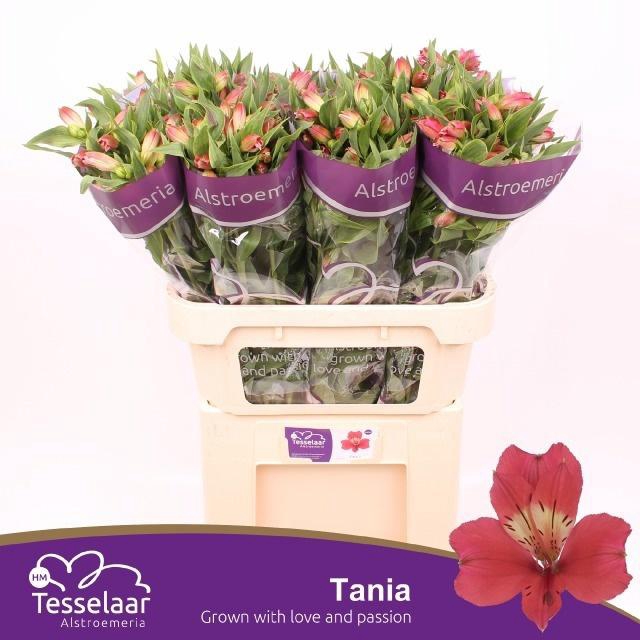 <h4>ALSTR TANIA</h4>