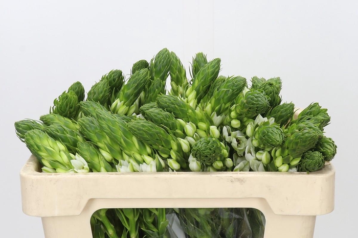 <h4>Ornithogalum thyrsoides Milky Way</h4>