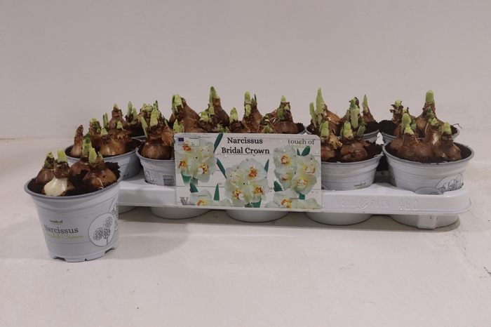 <h4>NARC D BRIDAL CROWN</h4>