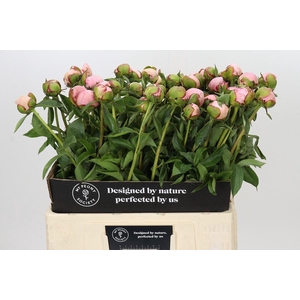Paeonia Angel Cheeks