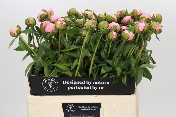 <h4>Paeonia Angel Cheeks</h4>