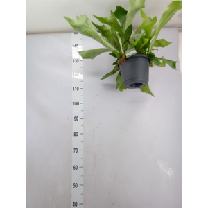 Platycerium bifurc. 'Netherlands'
