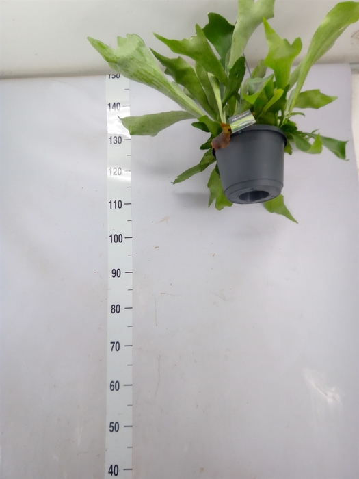 <h4>Platycerium bifurc. 'Netherlands'</h4>