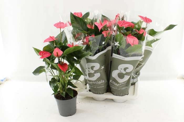 <h4>ANTHU AN OV</h4>