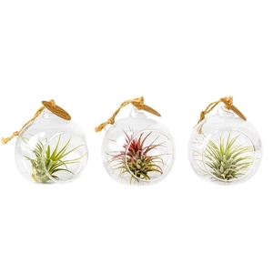 Arrangementen Tillandsia 6%