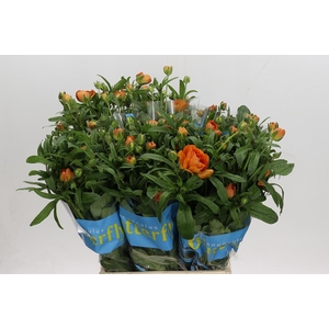 Ranunculus Butterfly Galathea