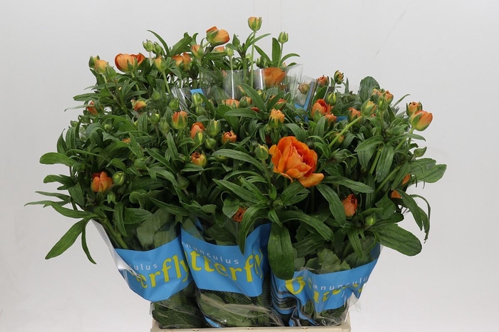 Ranunculus Butterfly Galathea