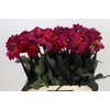 Dahlia DE 'Dancing Don'
