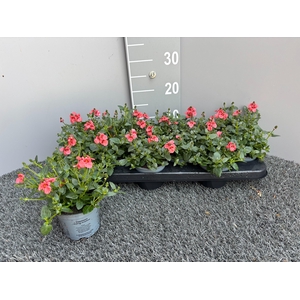 DIAS F C DEEP SALMON