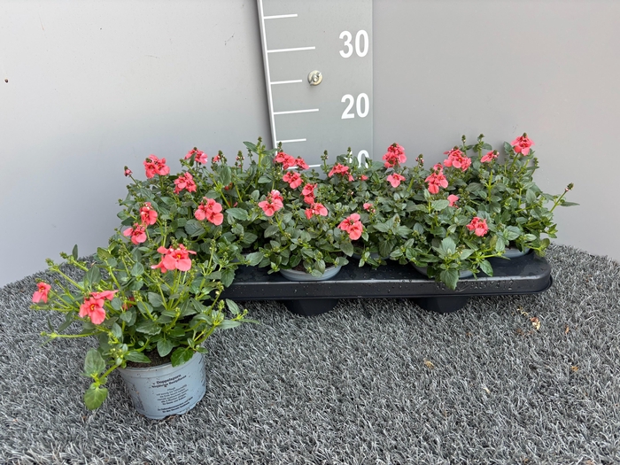 <h4>DIAS F C DEEP SALMON</h4>