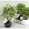 BONSAI GEM