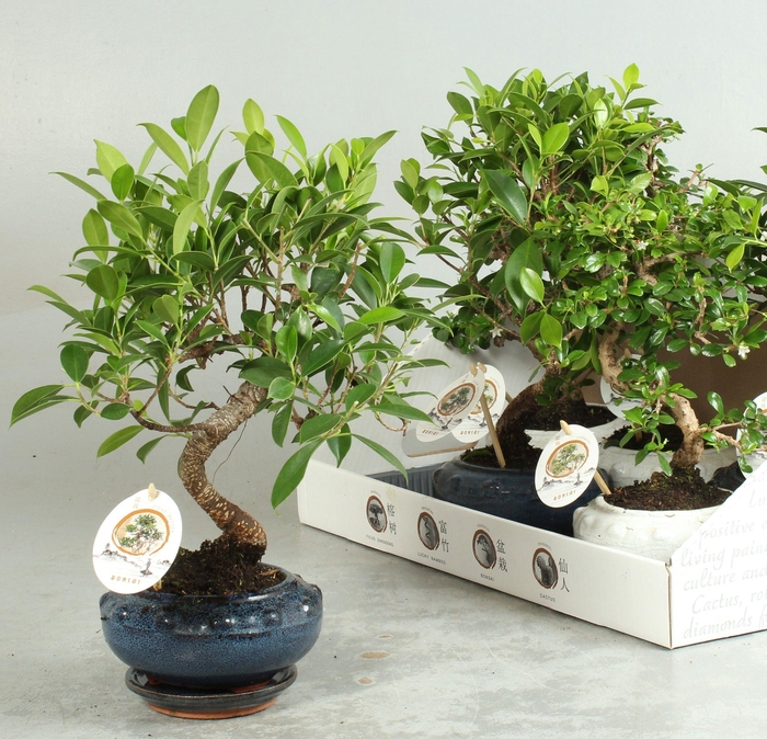 BONSAI GEM