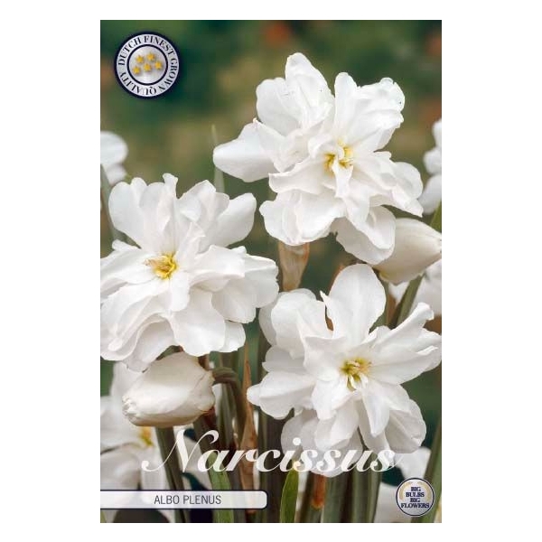 <h4>Narcissus Double Albo Plenus x5 14/16</h4>