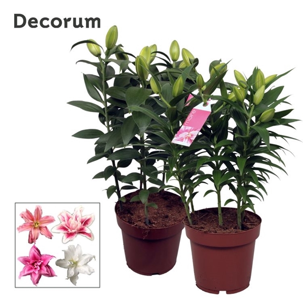 <h4>Roselily Mix Decorum</h4>