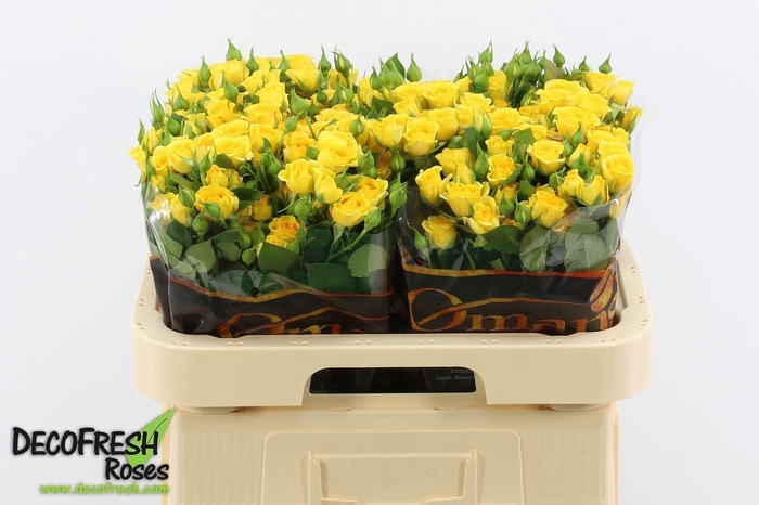 <h4>R Tr Yellow Babe</h4>