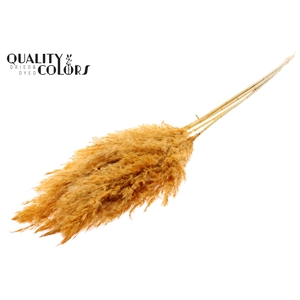 Pampas Grass 100cm 5st/bunch Bleached Apricot