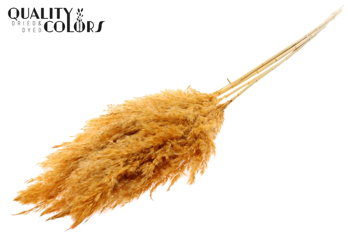 <h4>Pampas Grass 100cm 5st/bunch Bleached Apricot</h4>
