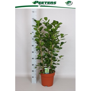 Ficus Microcapra Moclame 24Ø 100cm 6pp